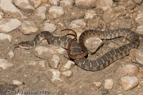 Blotched Watersnake (Nerodia erythrogaster transversa)