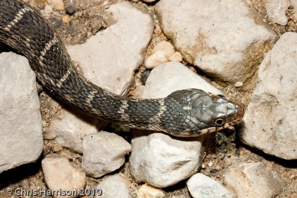 Blotched Watersnake (Nerodia erythrogaster transversa)