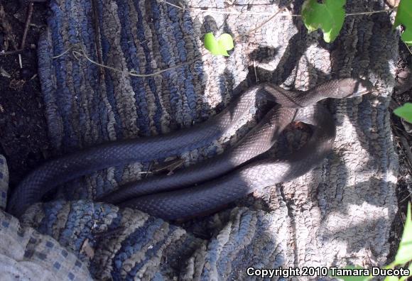 North American Racer (Coluber constrictor)