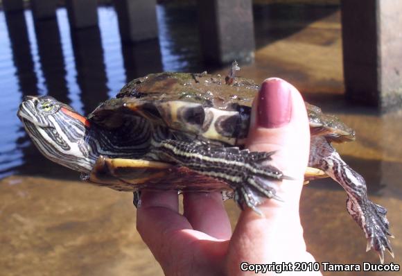 Red-eared Slider (Trachemys scripta elegans)