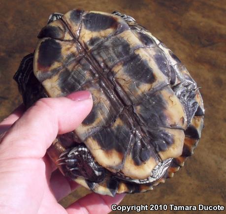 Red-eared Slider (Trachemys scripta elegans)