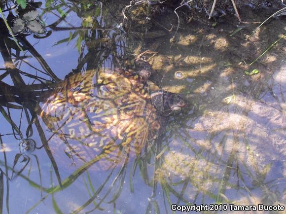 Gulf Coast Box Turtle (Terrapene carolina major)