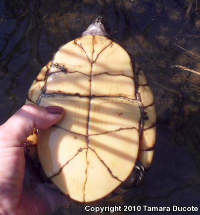 Gulf Coast Box Turtle (Terrapene carolina major)