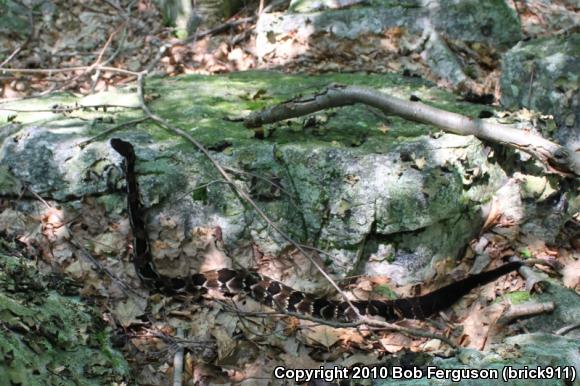 Timber Rattlesnake (Crotalus horridus)