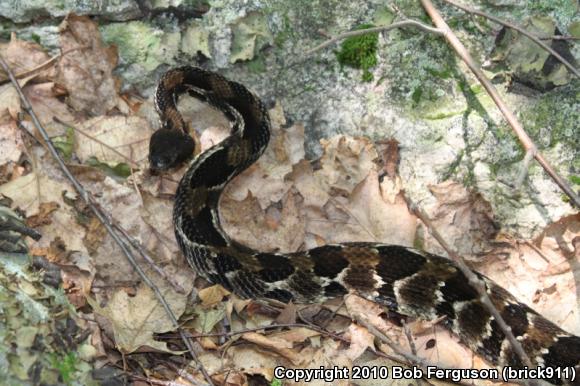 Timber Rattlesnake (Crotalus horridus)