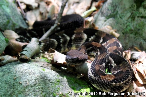 Timber Rattlesnake (Crotalus horridus)