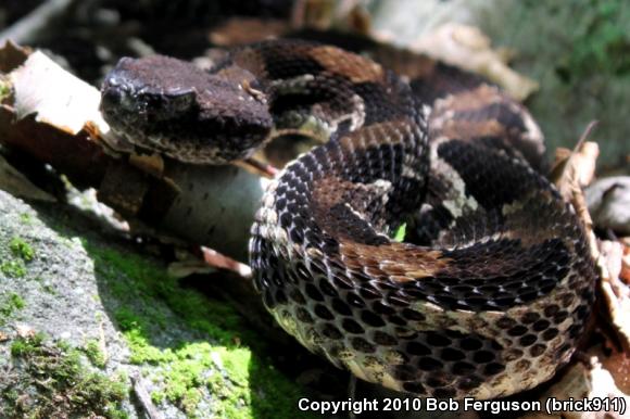 Timber Rattlesnake (Crotalus horridus)