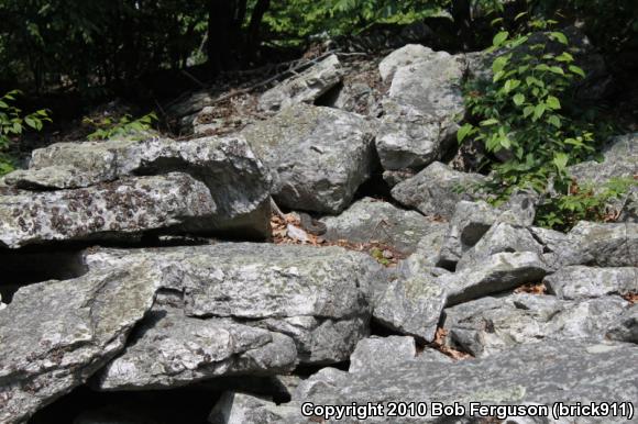 Timber Rattlesnake (Crotalus horridus)