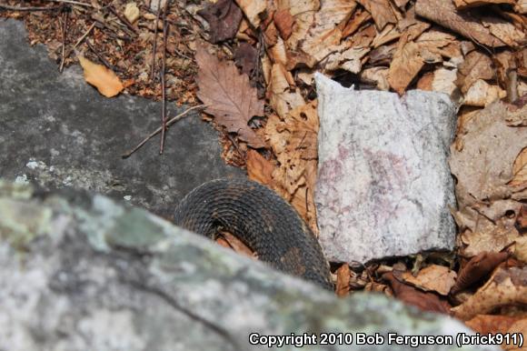 Timber Rattlesnake (Crotalus horridus)