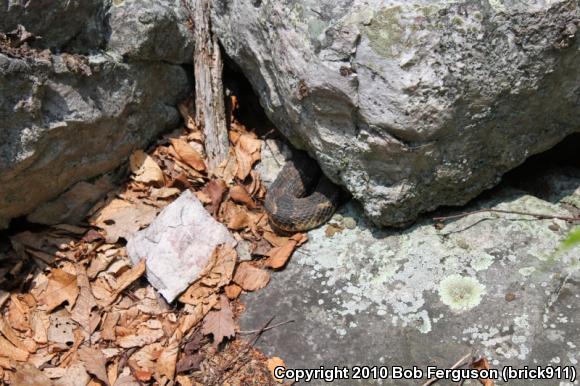 Timber Rattlesnake (Crotalus horridus)