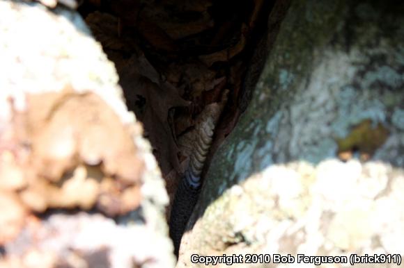 Timber Rattlesnake (Crotalus horridus)