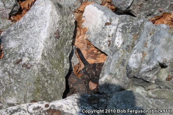 Timber Rattlesnake (Crotalus horridus)