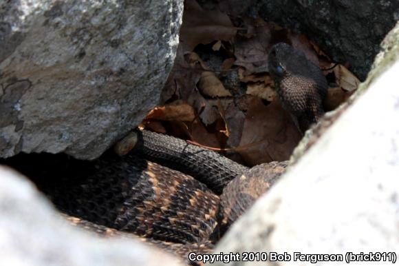 Timber Rattlesnake (Crotalus horridus)