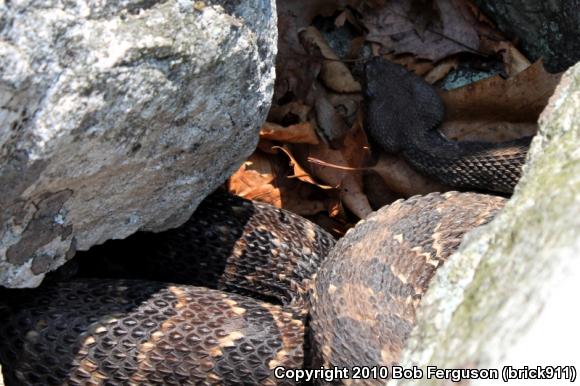 Timber Rattlesnake (Crotalus horridus)