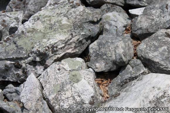 Timber Rattlesnake (Crotalus horridus)