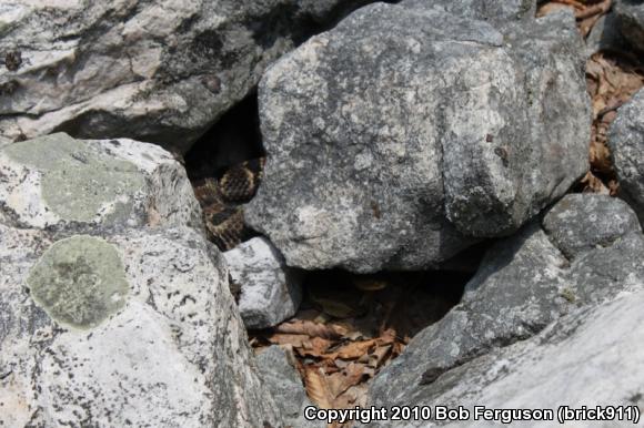 Timber Rattlesnake (Crotalus horridus)