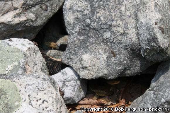 Timber Rattlesnake (Crotalus horridus)