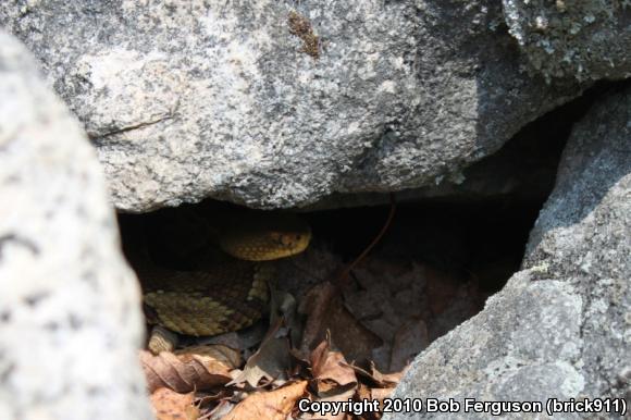 Timber Rattlesnake (Crotalus horridus)