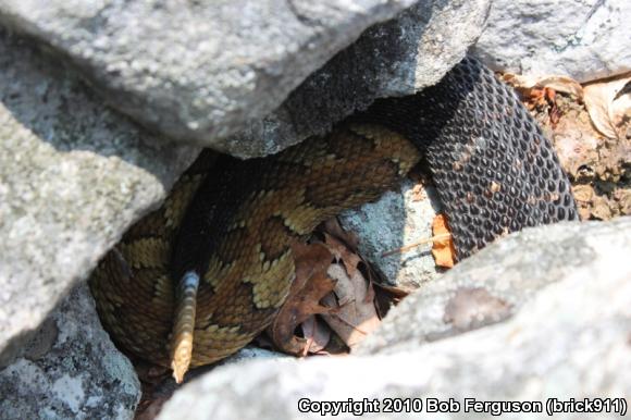 Timber Rattlesnake (Crotalus horridus)