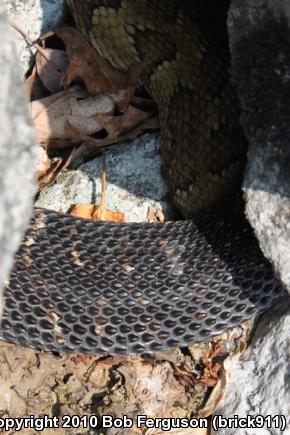 Timber Rattlesnake (Crotalus horridus)