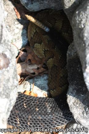 Timber Rattlesnake (Crotalus horridus)