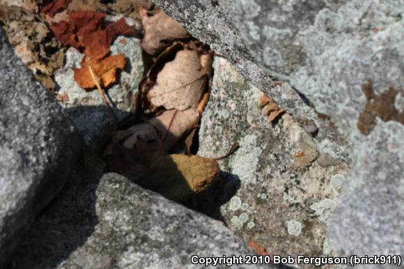 Timber Rattlesnake (Crotalus horridus)