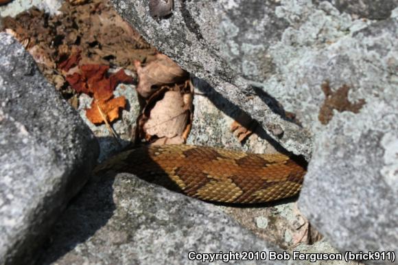 Timber Rattlesnake (Crotalus horridus)