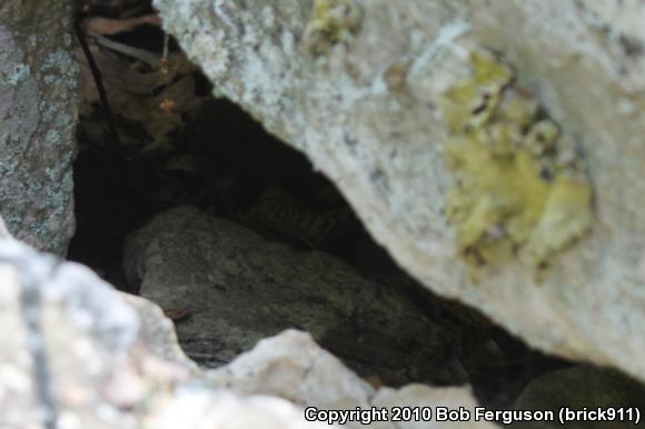 Timber Rattlesnake (Crotalus horridus)