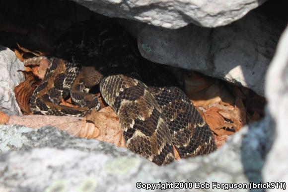 Timber Rattlesnake (Crotalus horridus)