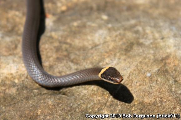 Northern Ring-necked Snake (Diadophis punctatus edwardsii)