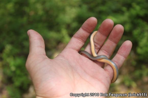 Northern Ring-necked Snake (Diadophis punctatus edwardsii)