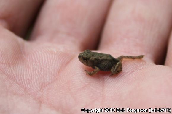 Eastern American Toad (Anaxyrus americanus americanus)