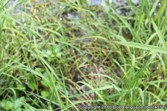 Northern Green Frog (Lithobates clamitans melanota)