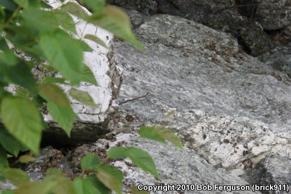 Eastern Gartersnake (Thamnophis sirtalis sirtalis)