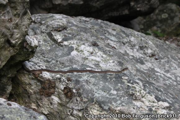 Eastern Gartersnake (Thamnophis sirtalis sirtalis)