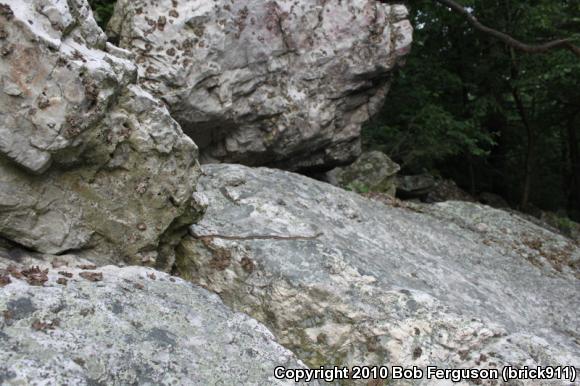 Eastern Gartersnake (Thamnophis sirtalis sirtalis)