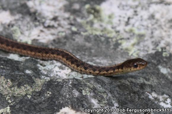 Eastern Gartersnake (Thamnophis sirtalis sirtalis)