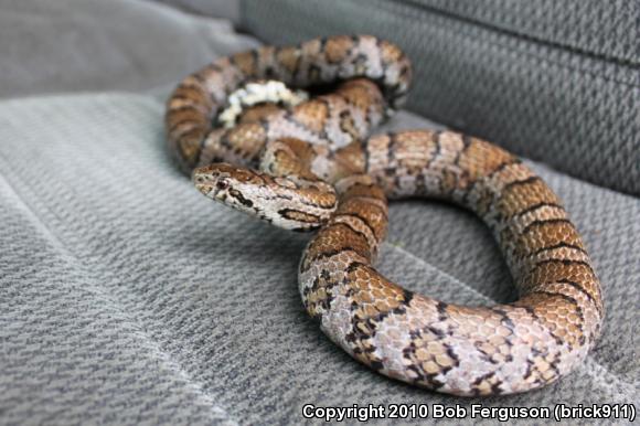 Eastern Milksnake (Lampropeltis triangulum triangulum)