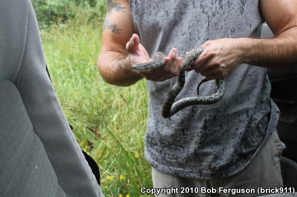 Eastern Milksnake (Lampropeltis triangulum triangulum)