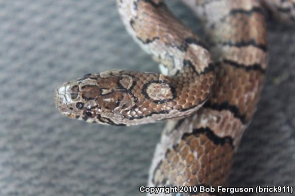 Eastern Milksnake (Lampropeltis triangulum triangulum)