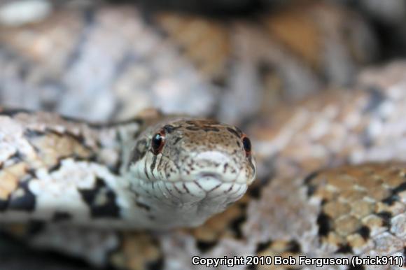 Eastern Milksnake (Lampropeltis triangulum triangulum)