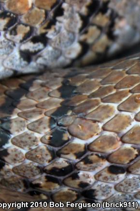 Eastern Milksnake (Lampropeltis triangulum triangulum)