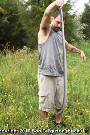 Northern  Black Racer (Coluber constrictor constrictor)