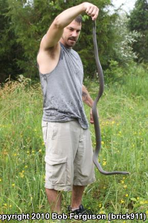 Northern  Black Racer (Coluber constrictor constrictor)