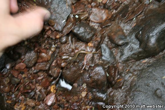 Northern Two-lined Salamander (Eurycea bislineata)