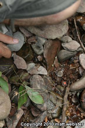 Northern Two-lined Salamander (Eurycea bislineata)