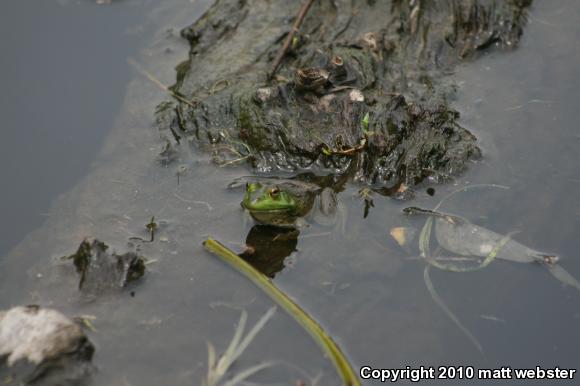 American Bullfrog (Lithobates catesbeianus)