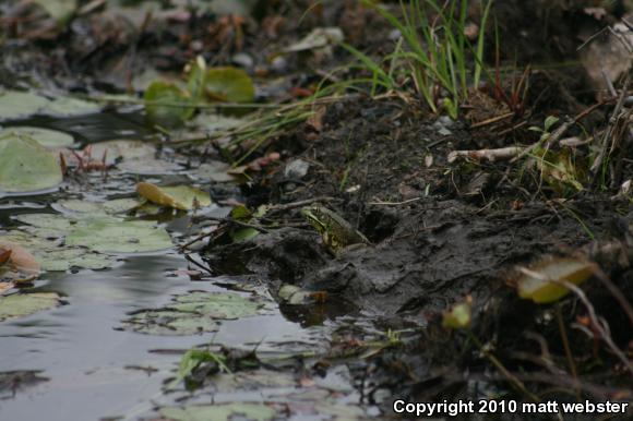 Northern Green Frog (Lithobates clamitans melanota)