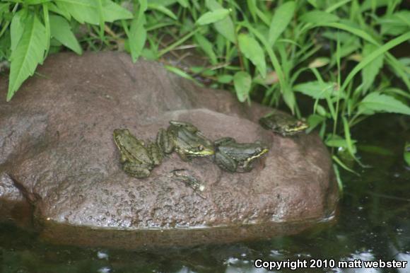 Northern Green Frog (Lithobates clamitans melanota)