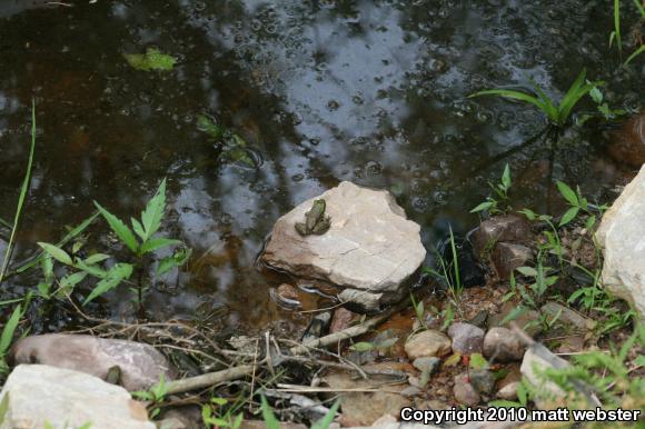 Northern Green Frog (Lithobates clamitans melanota)